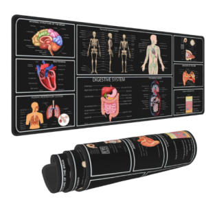 Anatomy & Human Body